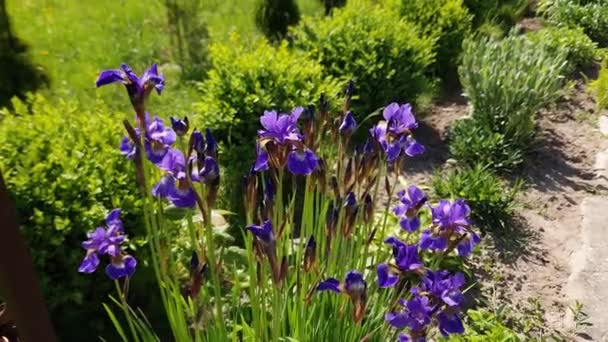 Stengels Van Bloeiende Iris Met Kleine Paarse Bloemen — Stockvideo