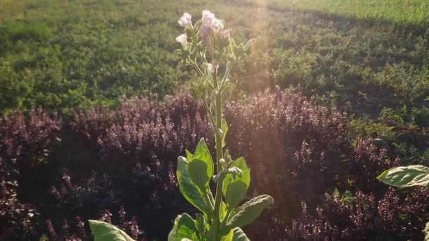 Kmen Tabáku Květinami Listy Při Západu Slunce Podsvícený — Stock video