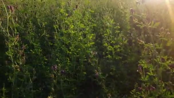 Mező Virágzó Lucerna Naplementekor Háttérvilágítás Közben Halad Előre — Stock videók