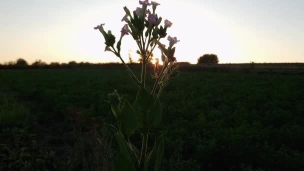 日没のバックライトで茎の上にタバコのインフローセンス — ストック動画