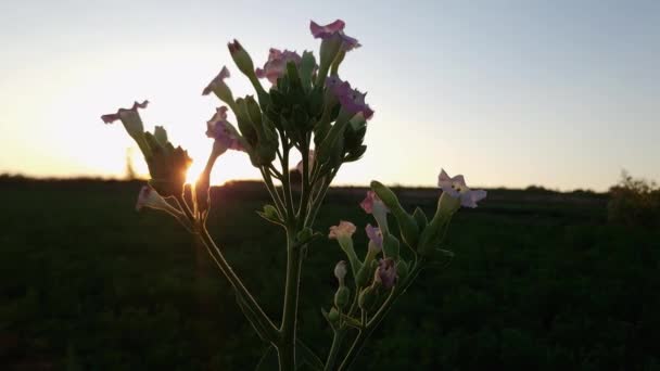 Kwiatostany Tytoniu Wierzchołku Łodygi Zachodzie Słońca Podświetlone — Wideo stockowe