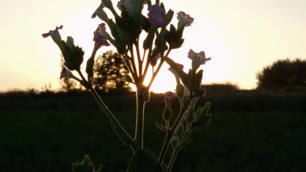 Stem Tytoniu Kwiatami Liści Zachodzie Słońca Podświetlone — Wideo stockowe