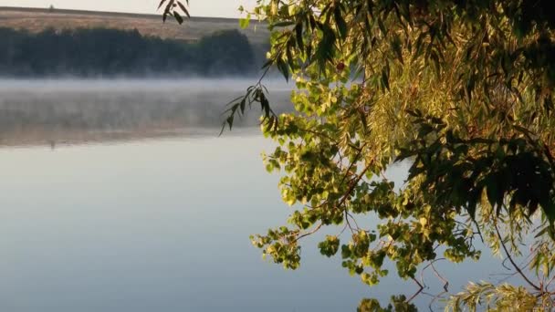 Yükselen Sisli Dalları Suyun Üstünde Sarkan Gölet — Stok video