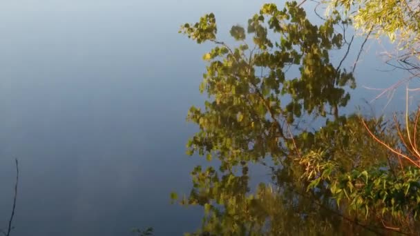Yüzeyinde Kavak Dallarının Yansıması Olan Gölet — Stok video