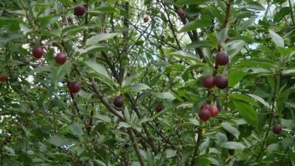 Zweige Von Kirschpflaumen Mit Roten Früchten Bei Bewölktem Himmel — Stockvideo
