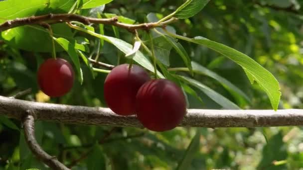 Los Frutos Rojos Ciruela Cereza Rama Día Soleado — Vídeos de Stock