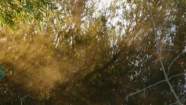 Yükselen Sis Söğüt Dallarının Yansımasıyla Yüzeyi — Stok video
