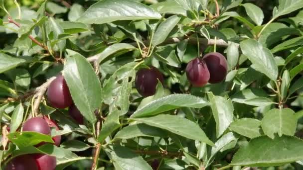 Rote Früchte Der Kirschpflaume Zweig Sonnigen Tagen — Stockvideo