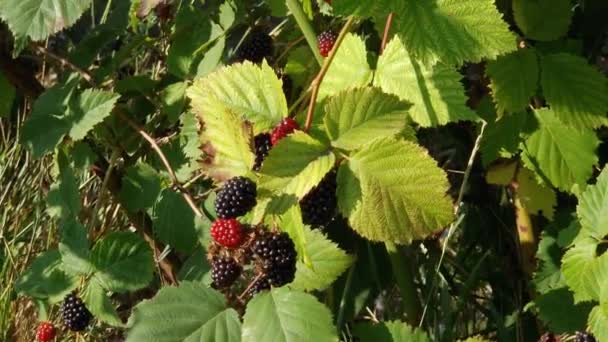 Branches Cultivated Dewberry Ripe Unripe Berries — Stock Video