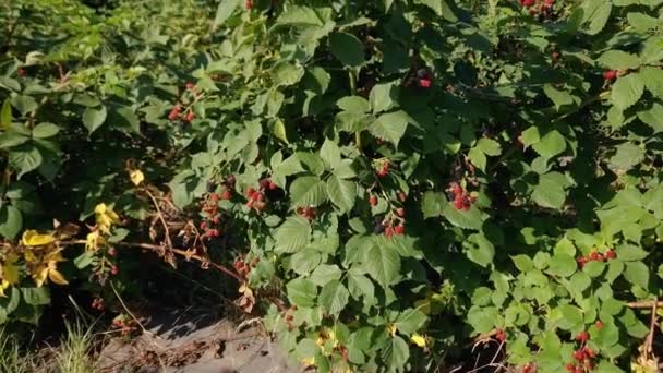 Arbustos Fresa Cultivada Con Bayas Maduras Inmaduras — Vídeos de Stock