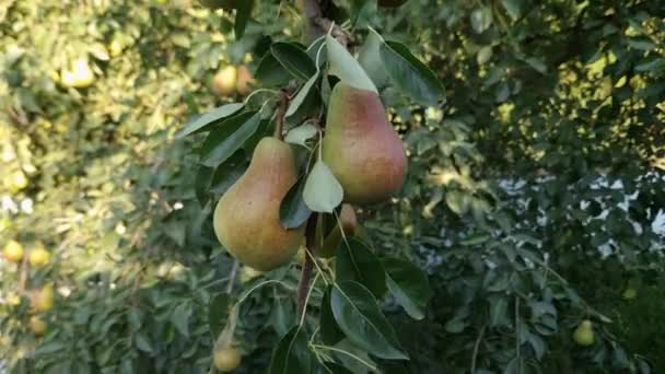 Ripe Pears Branch Orchard Sunny Day — Stock Video