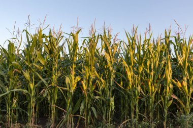 Olgunlaşmış mısır ve yeşil koçanlar akşam ışığında açık gökyüzünün arka planında