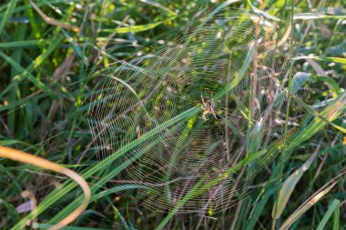 Bahçe örümceği, güneşli bir sabahta sazlıkta örülmüş dairesel form ağının tam ortasında.