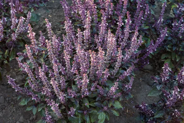 Bush of the purple basil with inflorescences on the high stems against the soil and other plants on a field