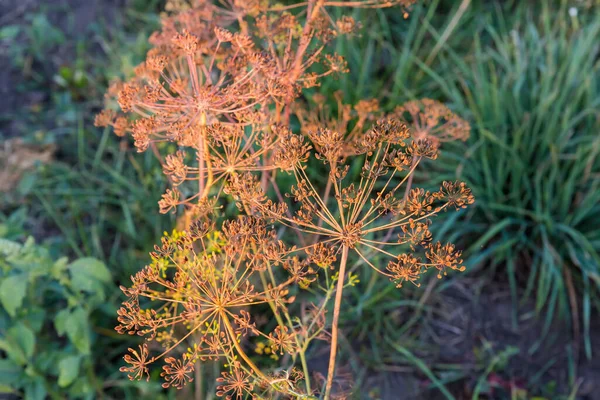 Dry Stems Dill Umbel Inflorescences Ripe Seeds Field Evening Light — Stock Photo, Image