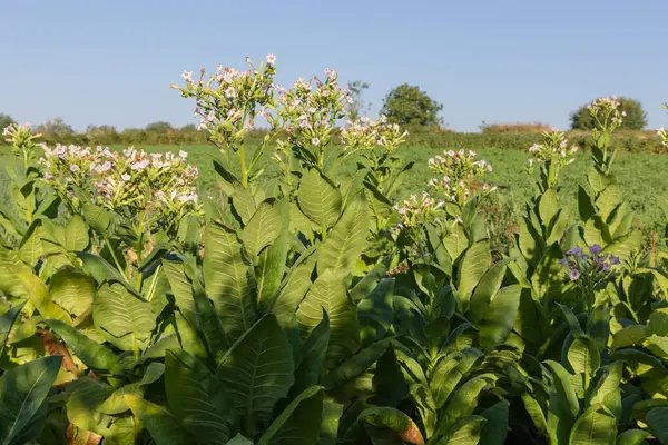 Stems of the tobacco plants, species Nicotiana tabacum with flowers and leaves on a field at sunny morning