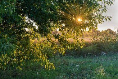 Acer negundo dalları, aynı zamanda yazın gün batımında kül yapraklı akçaağaç olarak da bilinir.