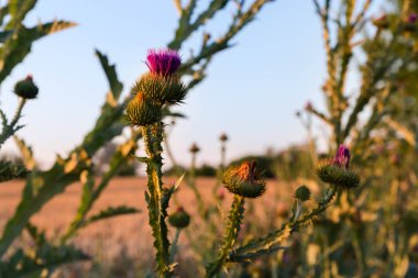 Çiçek açan Onopordum akanthium kökleri, aynı zamanda pamuk devedikeni olarak da bilinir. Yazın günbatımında bulanık bir arka planda, seçici bir odak noktasında.