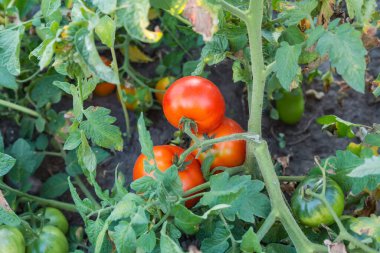 Olgun kırmızı ve olgunlaşmamış yeşil domatesler Domates çalılarının üzerinde Sabah ışığında