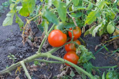 Küçük olgun kırmızı ve olgunlaşmamış yeşil domatesler eğimli domates sapı üzerinde bir tarlada sabah ışığında toprağa karşı.