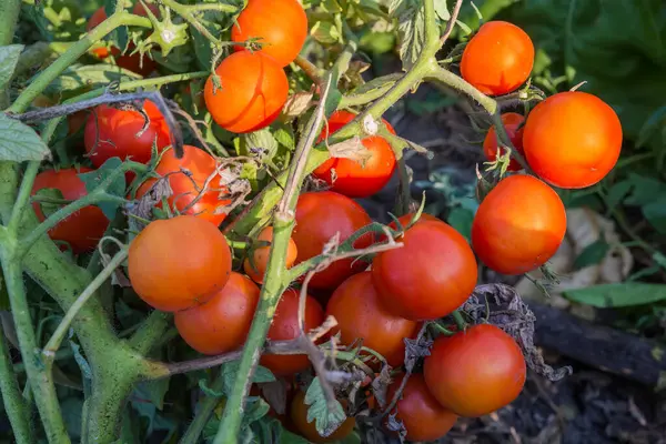 Stem Tomato Plant Large Number Ripe Red Tomatoes Field Sunny — Stock Photo, Image