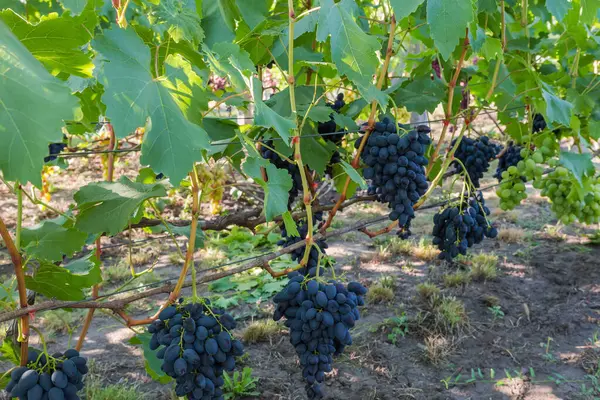 Grona Niebieskich Winogron Winnicy Słoneczny Poranek — Zdjęcie stockowe