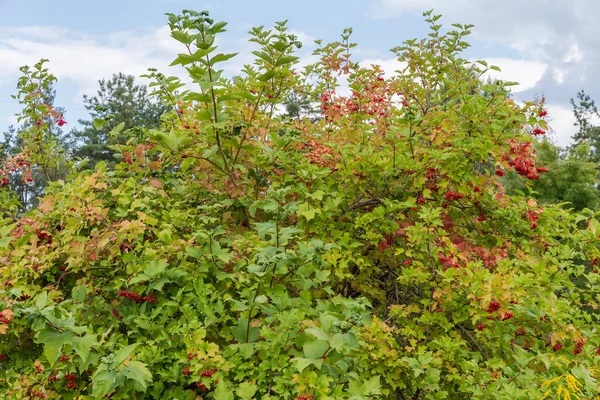 Bush Viburnum Bunches Ripe Red Berries Blurred Background Trees Cloudy — Stock Photo, Image