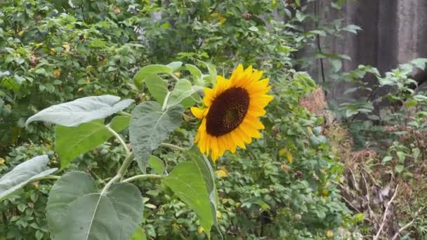 Dekoracyjny Słonecznik Wśród Innych Roślin Pochmurny Dzień — Wideo stockowe