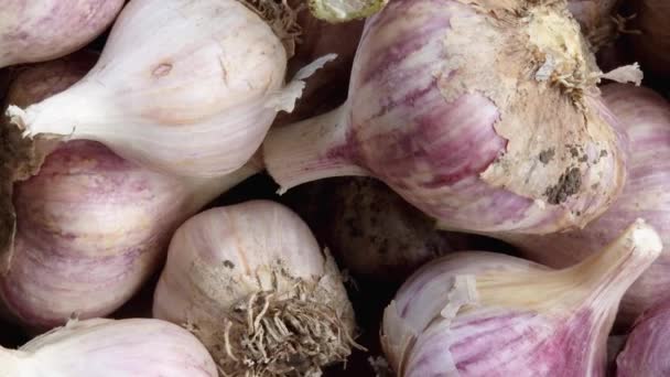 Freshly Harvested Garlic Edged Stems Roots — Stock Video