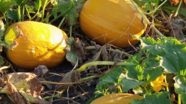 Sabah tarladaki saplar arasında sarı balkabakları, üst manzara