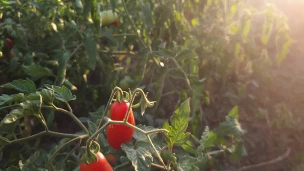 Röda Plommontomater Tomatbuske Åkern Vid Solnedgången — Stockvideo