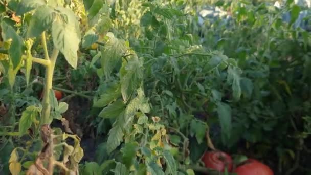 Röda Och Gröna Tomater Busken Fältet Vid Solnedgången — Stockvideo
