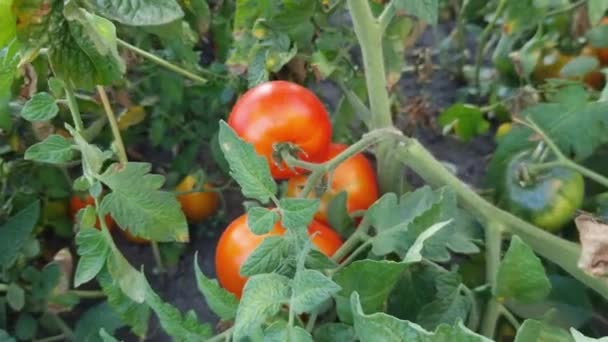 Röda Och Gröna Tomater Buskar Fältet Vid Solnedgången — Stockvideo
