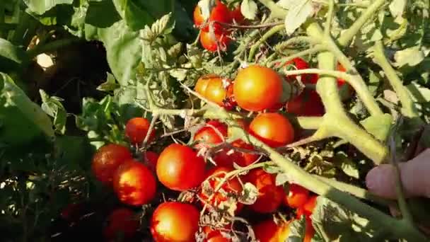 Haste Tomate Com Muitos Tomates Maduros Campo — Vídeo de Stock