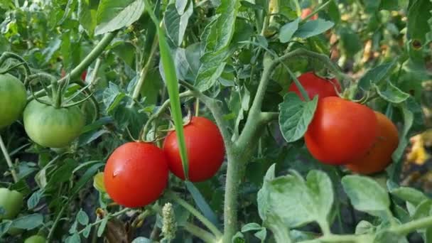 Tomates Rojos Verdes Arbustos Cubiertos Rocío Matutino — Vídeos de Stock