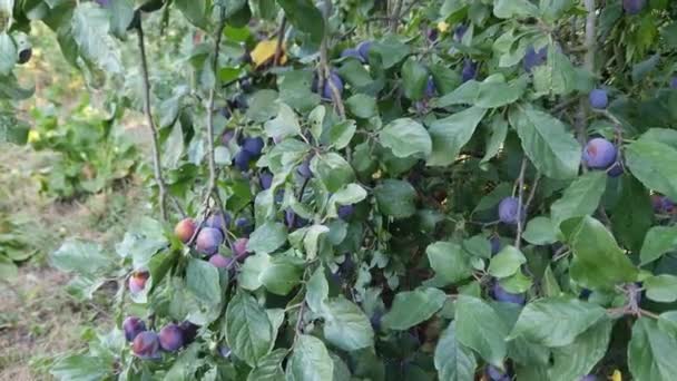 Plum Branches Ripe Fruits Hangind Morning Light — Stock Video