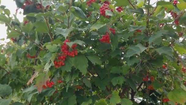하늘에 대하여 성숙한 열매와 Viburnum의 — 비디오