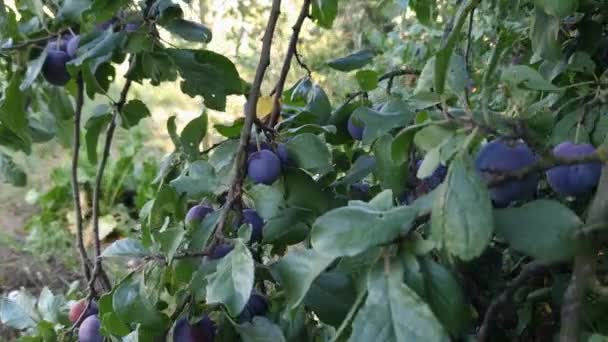 熟した果実が付いているプラム枝は朝のライトでぶら下がります — ストック動画