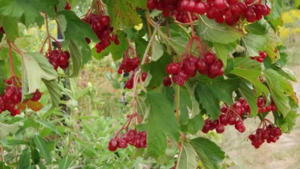 클로즈업 성숙한 Viburnum 열매의 — 비디오