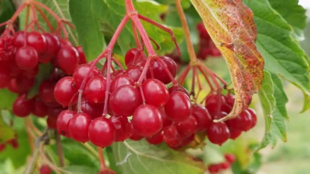 Bunches Ripe Viburnum Berries Leaves Close — Stock Video