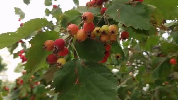 風の強い日の果実とホーソーンの枝 — ストック動画