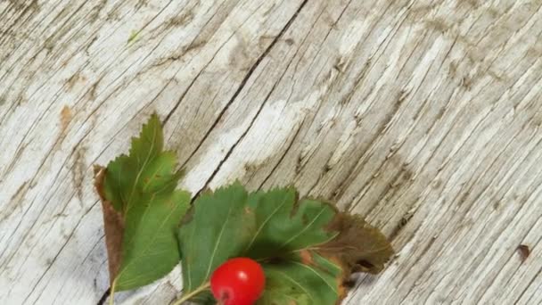 Twigs Hawthorn Fruits Old Wooden Plank — Stock Video