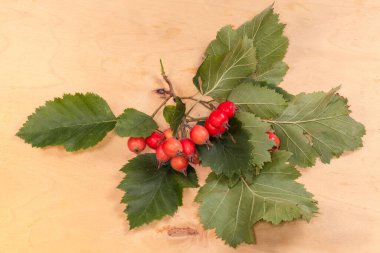 Dikenin dalı, Crataegus Coccineae türünün kırmızı meyveleri ve yaprakları ahşap bir yüzeyde.