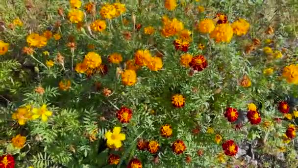 Borstels Van Franse Goudsbloem Met Oranje Rode Bloemen — Stockvideo