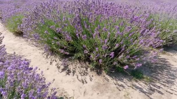 Bushes Blooming Lavender Field Sunny Windy Day — Stock Video