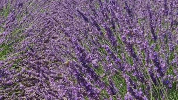 Tiges Lavande Fleurie Avec Des Abeilles Dans Une Journée Ensoleillée — Video