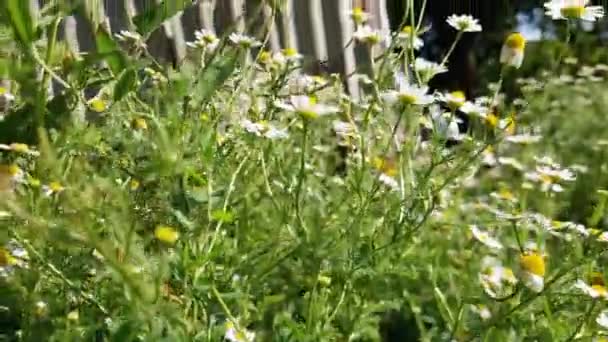 Стебла Квітучих Ромашок Сонячний День Крупним Планом — стокове відео