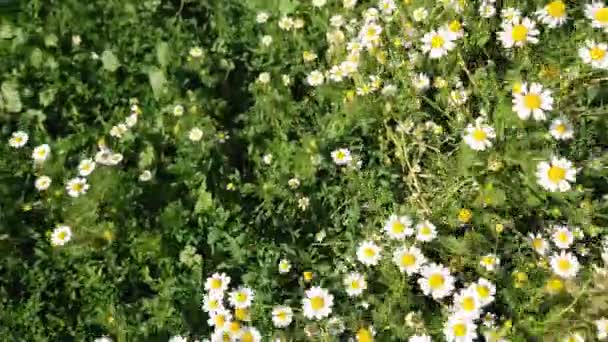 Camomilles Fleurs Sur Prairie Milieu Herbe Noeuds Vue Dessus — Video