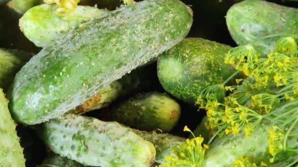 Nyskördade Gurkor Med Grönt Köksskålen Närbild — Stockvideo