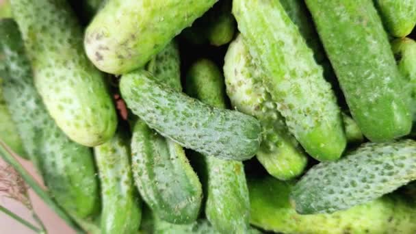 Pepinos Recién Cosechados Con Verduras Cuenco Cocina Cerca — Vídeos de Stock